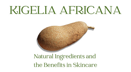 fruit of the african sausage tree kigelia africana