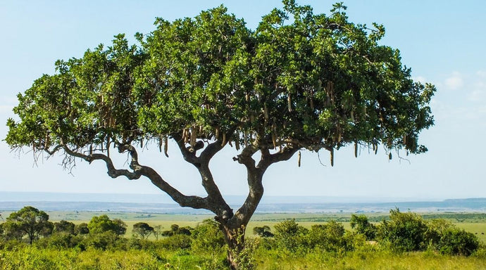 Harnessing the Natural Beauty Secret: Kigelia Africana for Radiant Skin